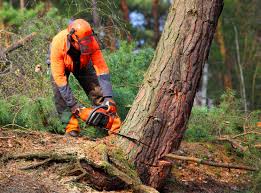 Stottville, NY Tree Care Company