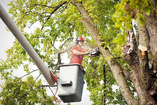 How Our Tree Care Process Works  in  Stottville, NY